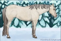 Horse Color:Liver Red Dun Appaloosa 