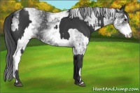Horse Color:Black  and White Spotted Black 