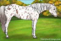 Horse Color:Brown Appaloosa and Brown Appaloosa