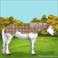 Horse Color:Plaid  Silver Black Splash 