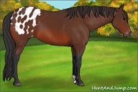 Horse Color:Bay Appaloosa 