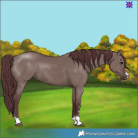 Horse Color:Chocolate Grullo 
