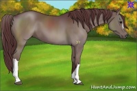 Horse Color:Chocolate Grullo 