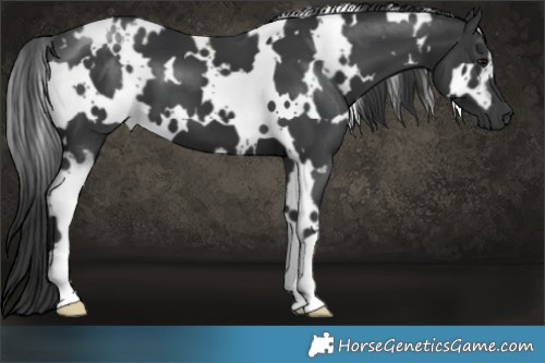 Horse Color:White Spotted Black