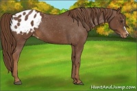 Horse Color:Chestnut Appaloosa