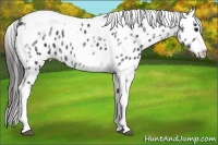 Horse Color:White Spotted Black Splash Tobiano Frame Appaloosa 