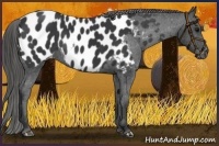 Horse Color:Black Appaloosa Rabicano