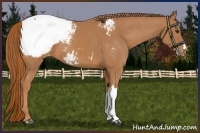 Horse Color:Chestnut Snowcap 
