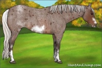 Horse Color:White Spotted Silver Brown Roan Frame
