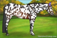 Horse Color:Brown Appaloosa