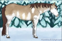 Horse Color:Chocolate Buckskin Dun Splash 