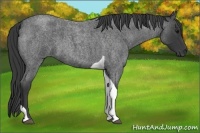 Horse Color:Blue Roan Tobiano 