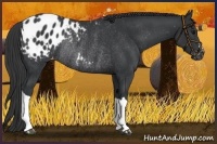 Horse Color:Black Appaloosa Rabicano 