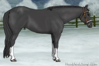 Horse Color:Smoky Black 