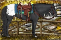Horse Color:Black Appaloosa 