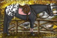 Horse Color:Black Appaloosa 
