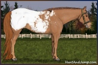Horse Color:Chestnut Appaloosa 