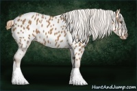 Horse Color:Chestnut Appaloosa 