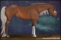 Horse Color:Silver Bay 