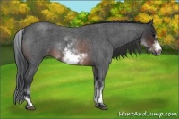 Horse Color:White Spotted Brown Roan Frame 