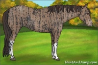 Horse Color:Black and Classic Champagne