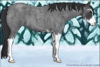 Horse Color:Blue Roan Sabino
