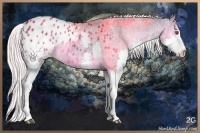 Horse Color:Silver Smoky Black Chinchilla Splash Appaloosa Rabicano 