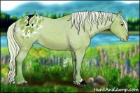 Horse Color:Watercolor Silver Bay Roan Appaloosa 