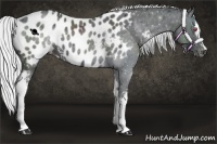 Horse Color:White Spotted Silver Black Chinchilla Appaloosa