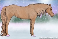 Horse Color:Chestnut Appaloosa