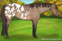 Horse Color:Bay Dun Appaloosa 