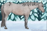 Horse Color:Bay Appaloosa 