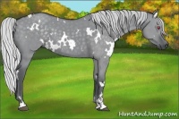 Horse Color:White Spotted Silver Grullo Chinchilla Sabino 