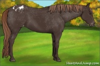 Horse Color:Liver Chestnut Appaloosa