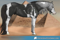 Horse Color:Liver Chestnut Sabino Tobiano 