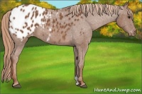 Horse Color:Chestnut Appaloosa