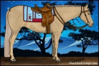Horse Color:Palomino