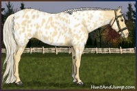 Horse Color:Palomino Near Leopard 
