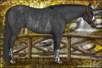Horse Color:Black and Black Rabicano
