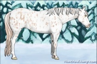Horse Color:Gold Champagne Appaloosa  and Gold Champagne Splash Appaloosa 