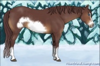 Horse Color:Chocolate Buckskin Sabino Splash Frame Rabicano