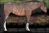 Horse Color:Bay Rabicano 