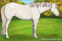 Horse Color:Smoky Creme Dun Appaloosa 