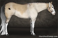Horse Color:Bay Roan Dun Splash Rabicano