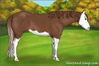 Horse Color:Chestnut Splash 