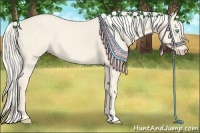 Horse Color:Cremello