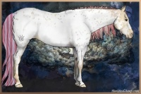 Horse Color:Painted Palomino Dun Sabino Frame Appaloosa 