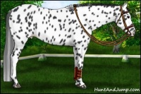 Horse Color:Black Appaloosa