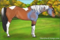 Horse Color:Bay Tobiano 