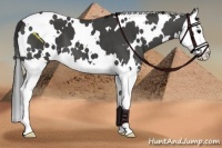 Horse Color:White Spotted Smoky Black Splash 